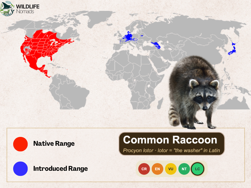a map showing the native and introduced range for the Common Raccoon