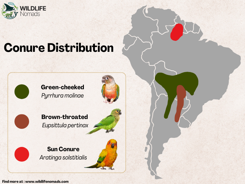 a map of south america showing the distribution of three types of conures including sun conure and green cheeked