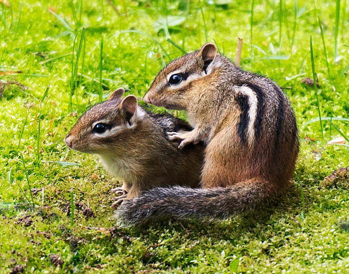 couple of chipmunks standing on grass