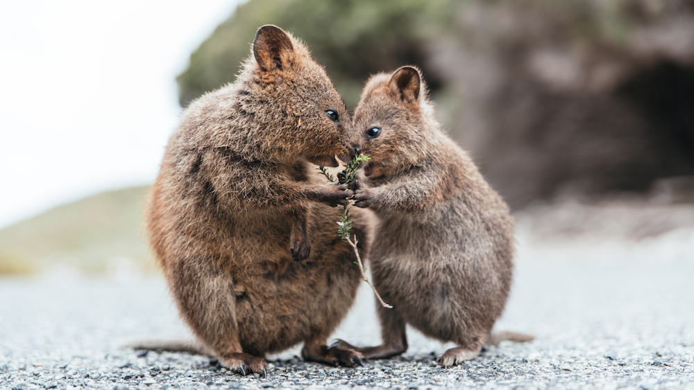 a quokka mom and her baby standing next to each other on a road in rottnest island
