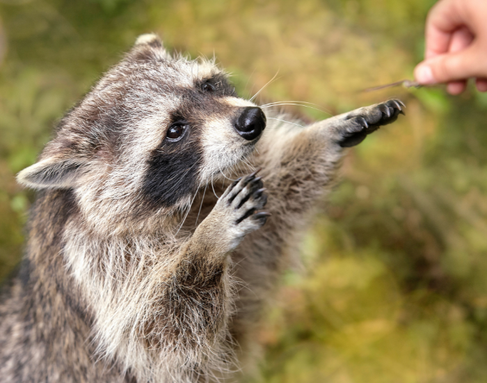 a common raccoon extending its hands / paws to a human hand to grab food