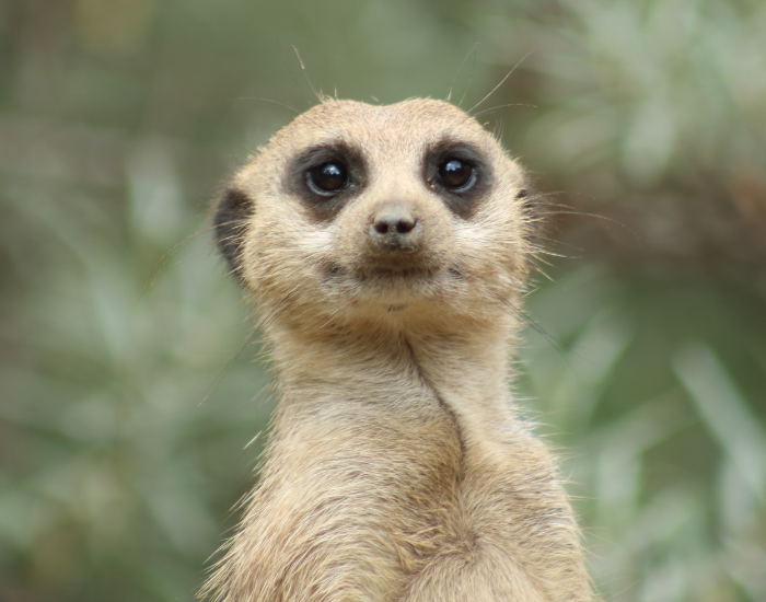close up of a meerkat head and face