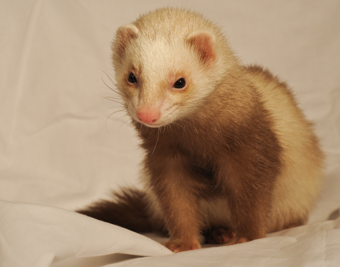 a domestic white ferret on a blanket