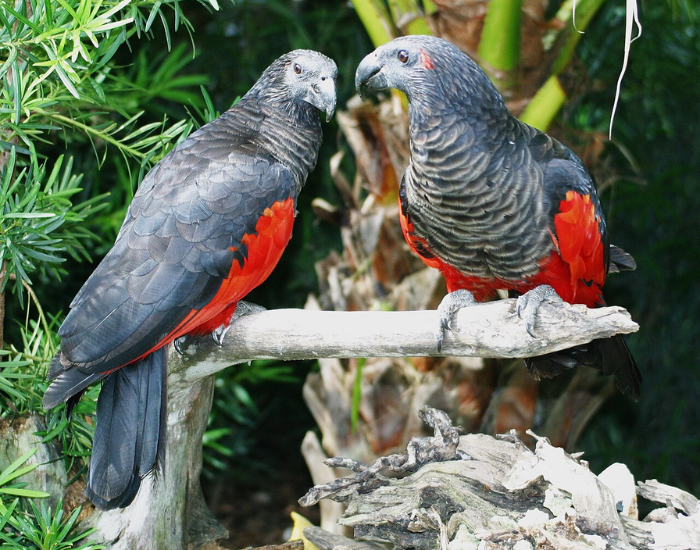 the dracula parrots sitting on a branch