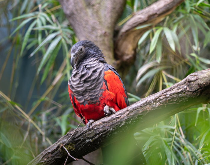 a dracula parrot sitting in a branch