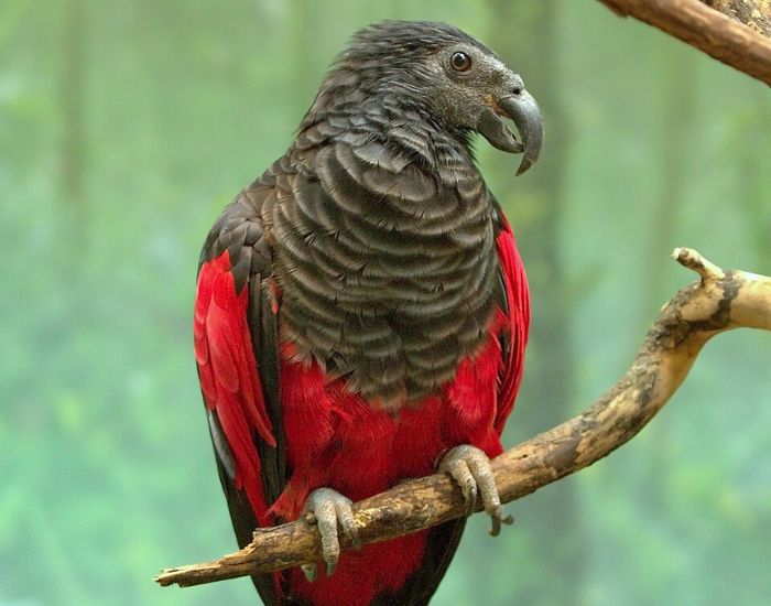 a dracula parrot sitting on a log