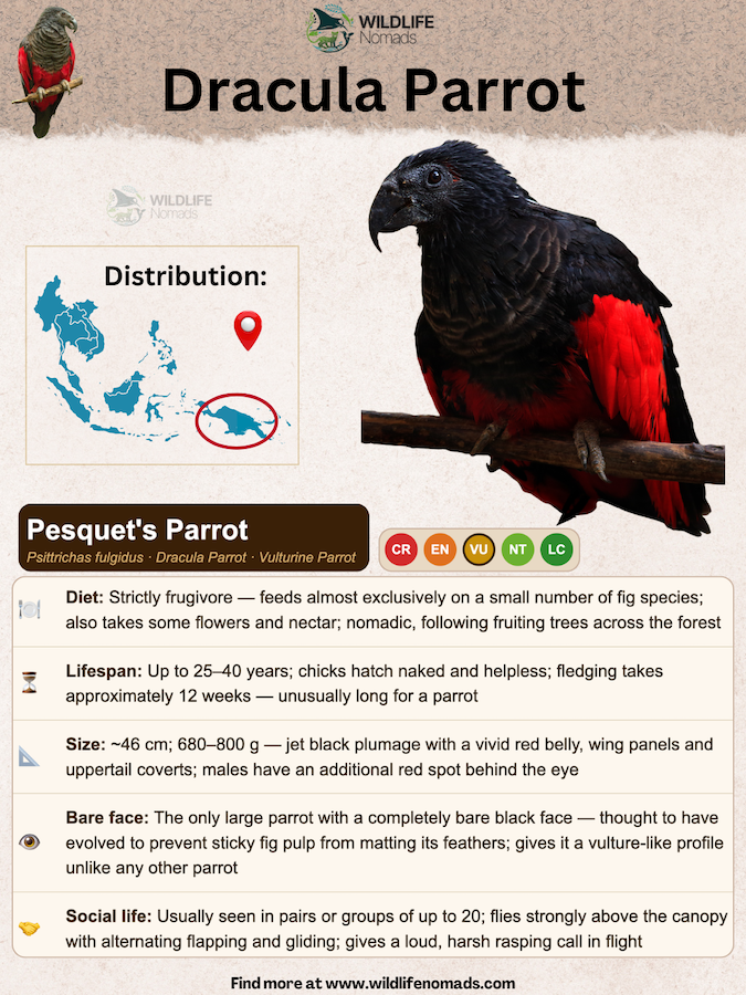 Pesquet's Parrot (Dracula Parrot) Distribution infographic showing the profile information