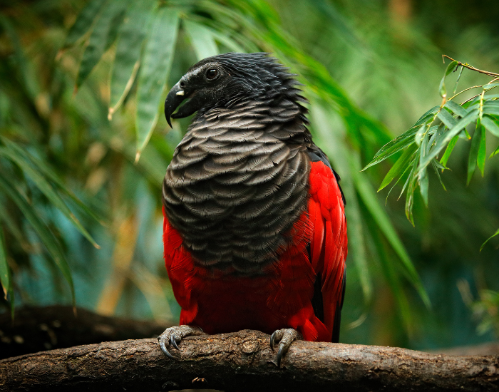 dracula bird perched on a branch