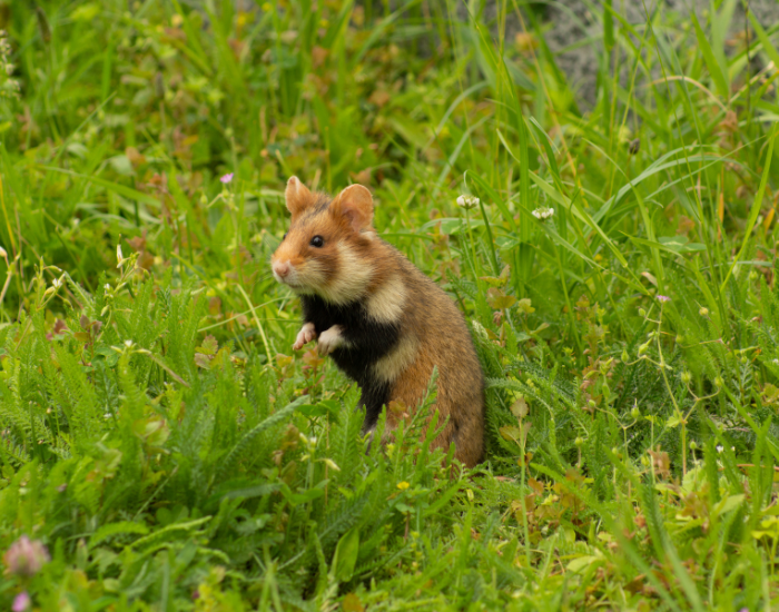 a lonely hamster on the gras