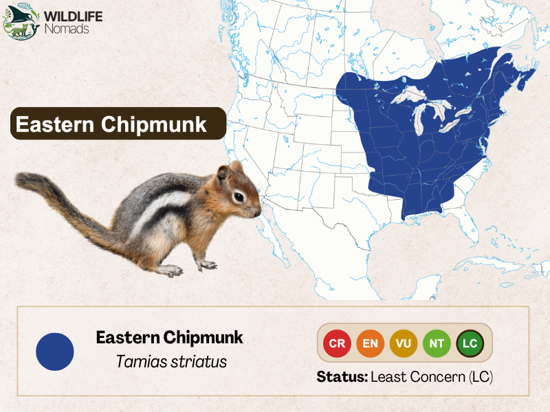 a map of north america showing Eastern Chipmunk