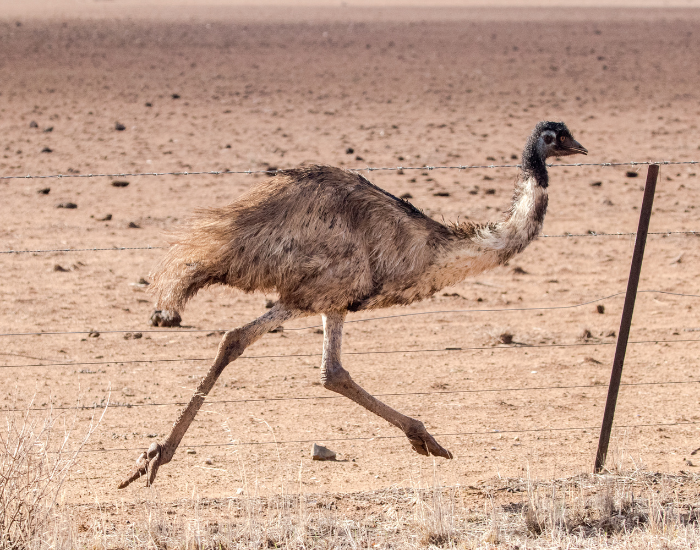 emu running in an arid field