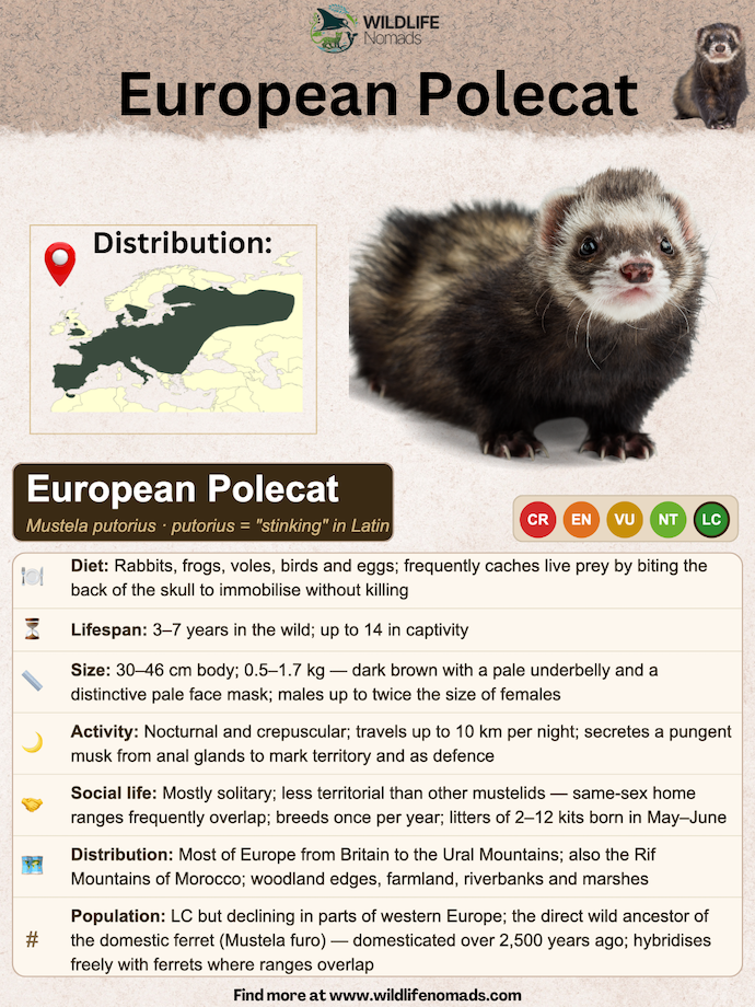 An animal species profile infographic titled European Polecat by Wildlife Nomads. It features a close-up image of a polecat next to a distribution map highlighting its range across Europe. Below, a detailed breakdown covers its diet, lifespan, size, activity patterns, social life, and population status.