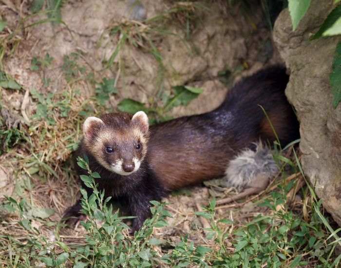 European Polecat coming out of a den