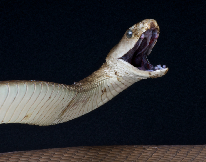 black mamba attacking showing its mouth fang