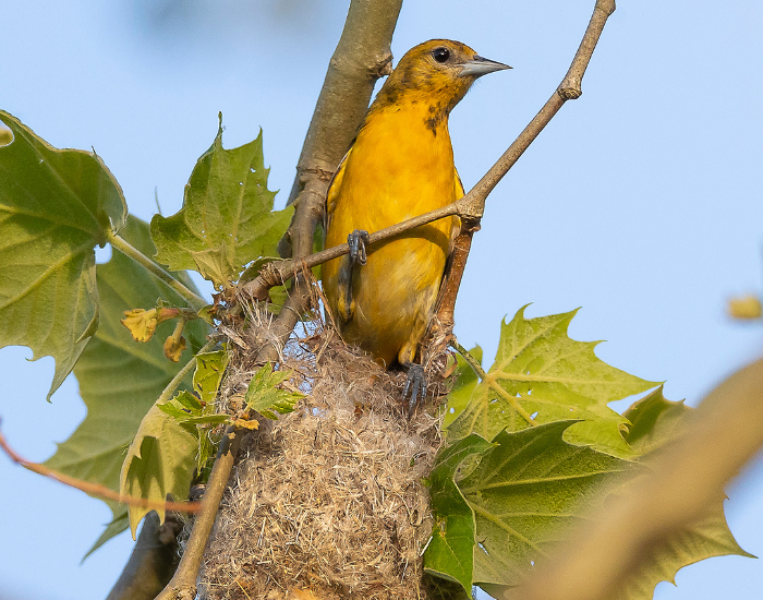 a baltimor eoriole on top of a nest