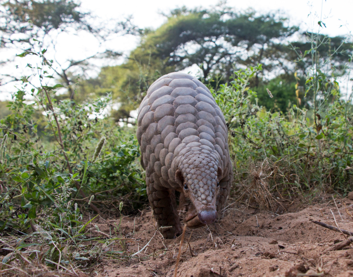 front view of a pangolin walking