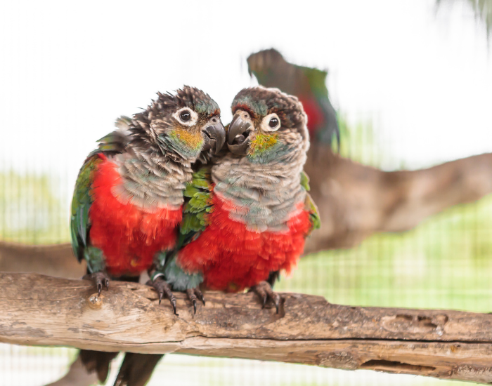 two crimson bellied conures on a percher, in captivity