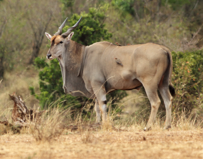 a big giant eland standing still in the wild during the day