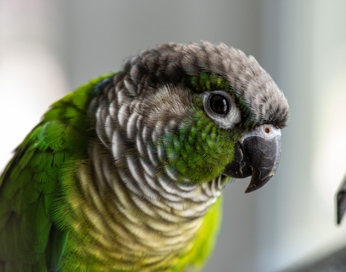 close up of a green cheeked conure