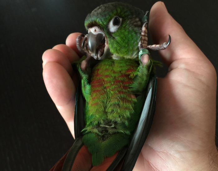 a hand holding a small green conure
