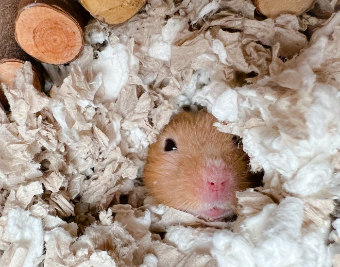 a hamster hiding in a small burrow