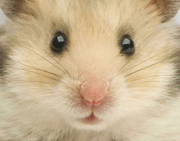 close up of a hamster head