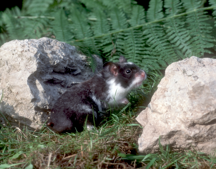 a hamster on grass between rocks