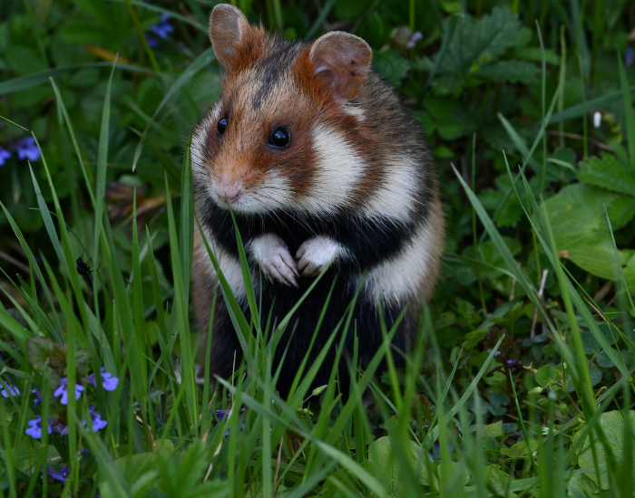 a hamster standing on grass