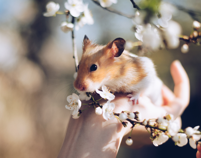 a hand holding a hamster among flowers
