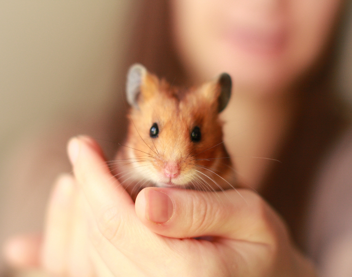 a hand of a woman holding a hamster looking at the camera