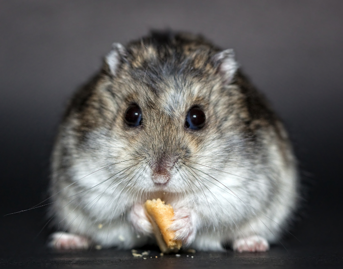 close up of a hamster eating