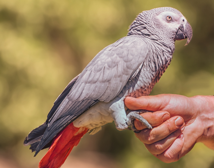 a hand holding an african grey parrot