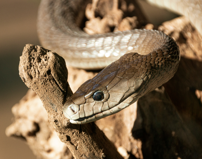 close up of a black mamba on a log