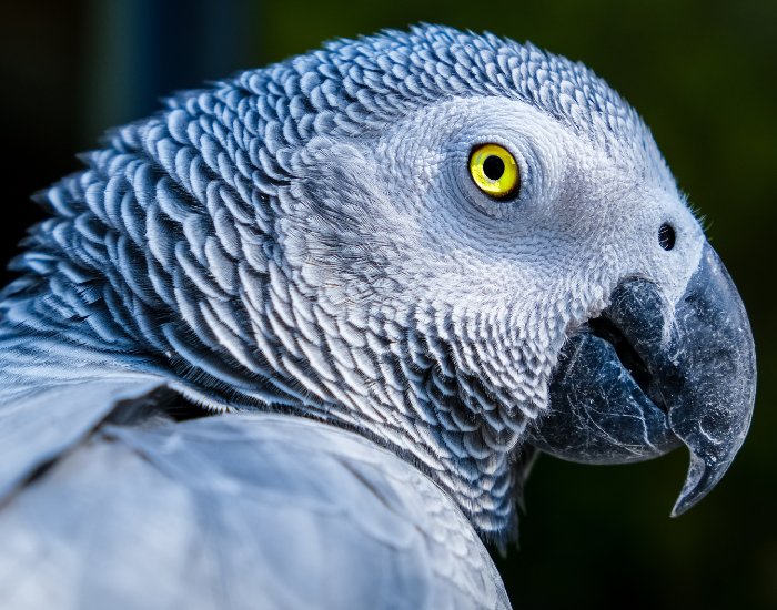 close up of an african grey parrot head