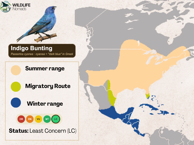 a map in north america showing the distribution of the indigo bunting bird