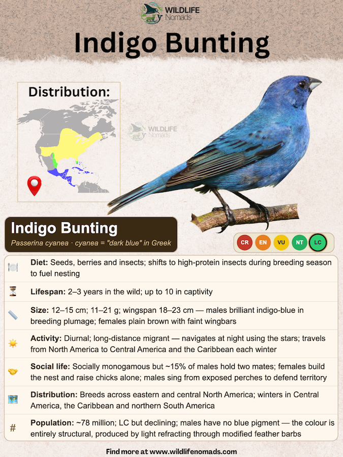 a species profile for the intigo bunting bird showing distribution, conservation status etc