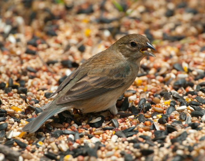 a female indigo bunting on the ground
