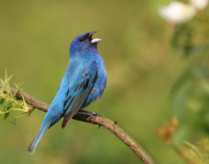 male indigo bunting singing in a tree branch