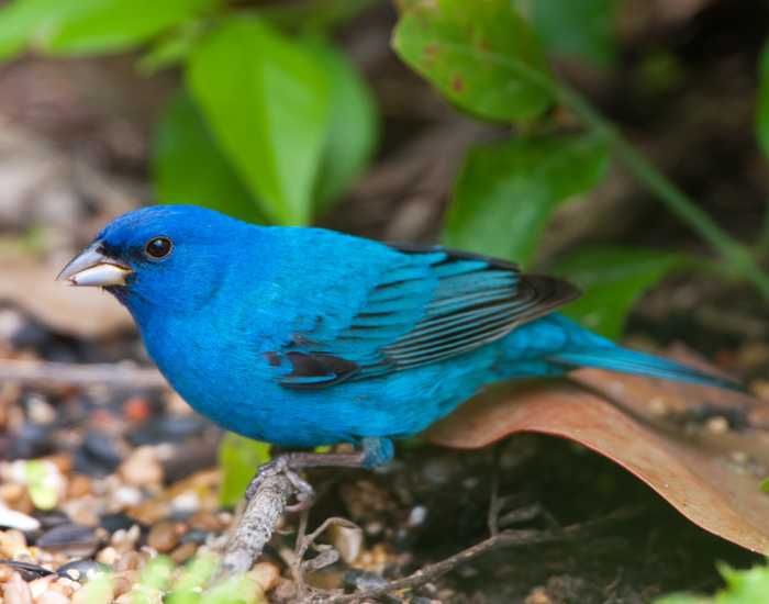 a indigo bunting on the ground