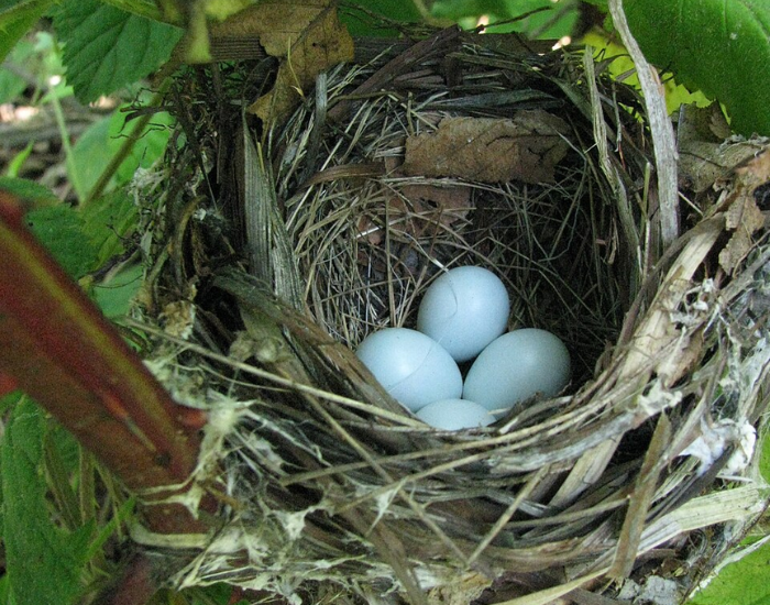 Indigo Bunting nest