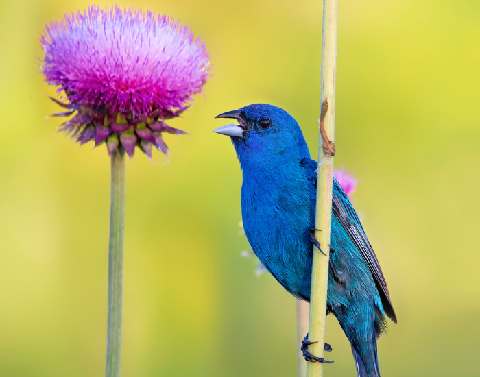 an indigo bunting next to a flower