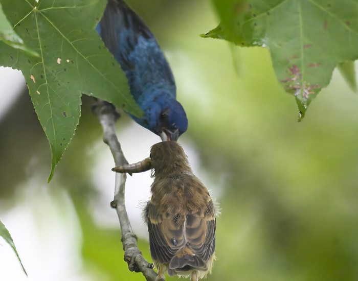 a pair male and female of indigo bunting feeding