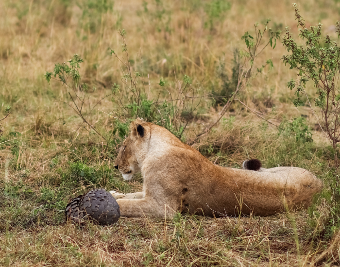 lionesss resting ear a pangolin