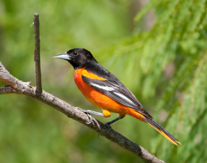 a baltimore oriole sitting on a tree branch in the wild