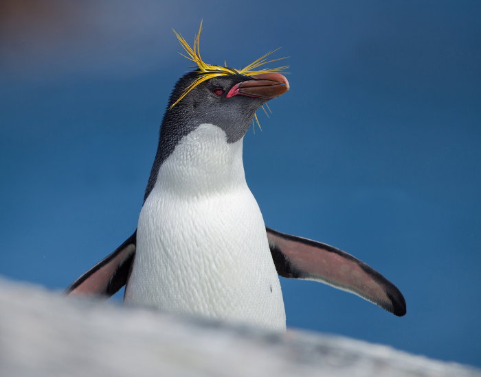 close up of a macaroni penguin