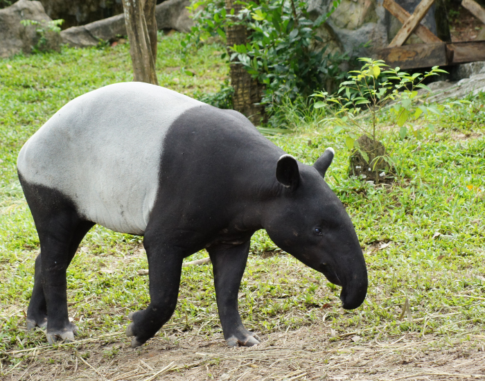 malayan tapir walking on grass