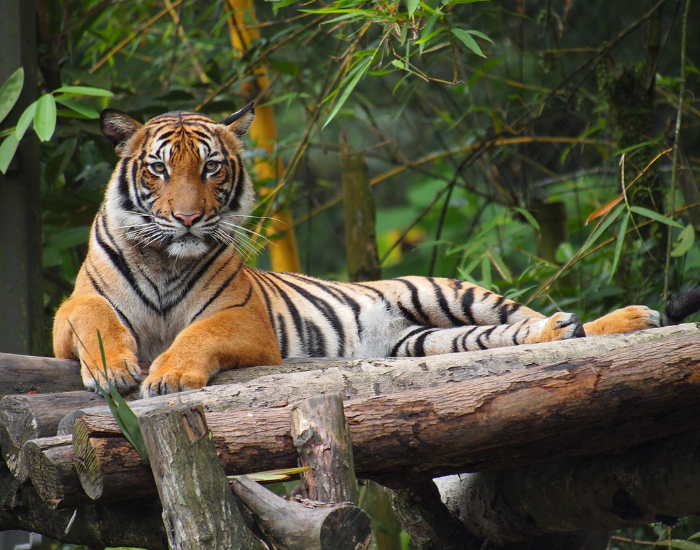 a malayan tiger resting on logs in captivity