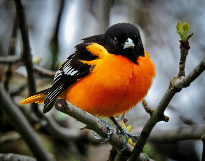 baltimore oriole close up sitting on a tree