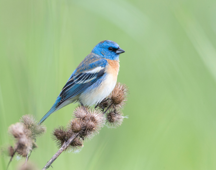 an lazuli bunting's perched on a plant
