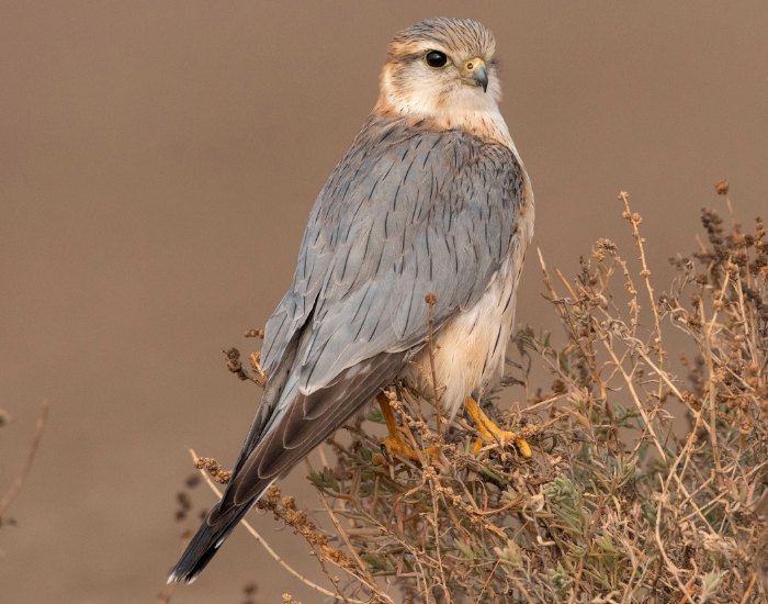 a merlin kestrel sitting in top of a tree